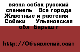 вязка собак русский спаниель - Все города Животные и растения » Собаки   . Ульяновская обл.,Барыш г.